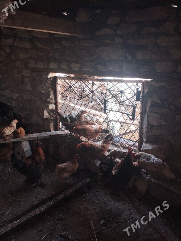 Tawuk - Balkanabat - img 7