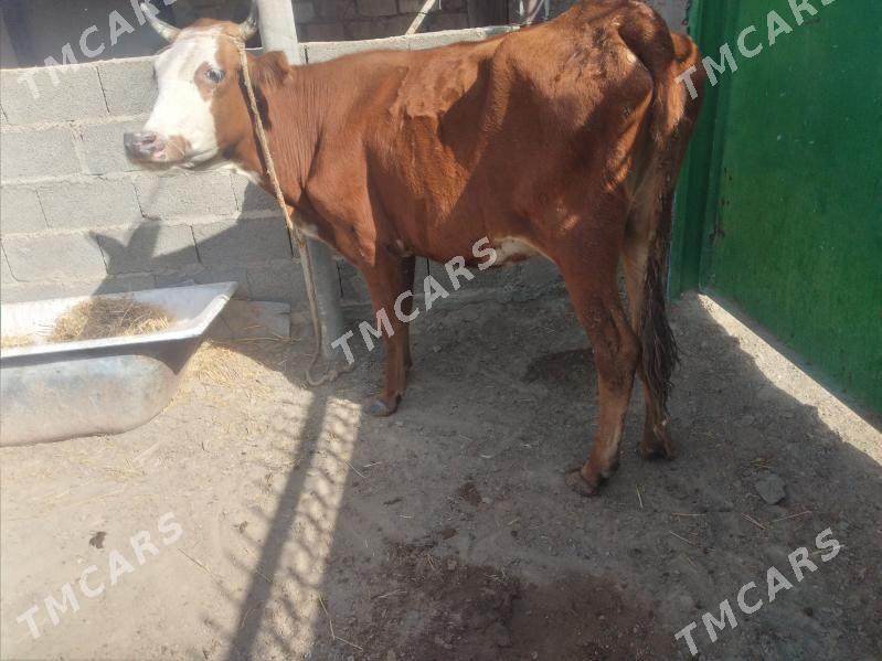 sygyr semiz - Bereket - img 2