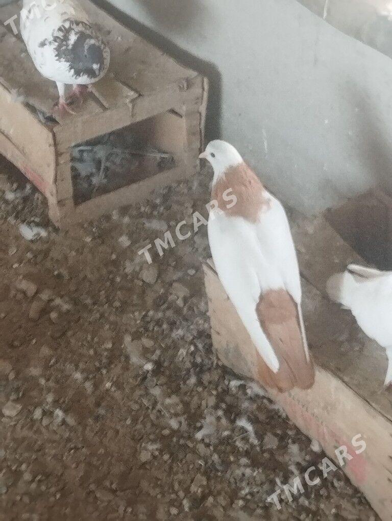 Kepderi - Mary - img 2