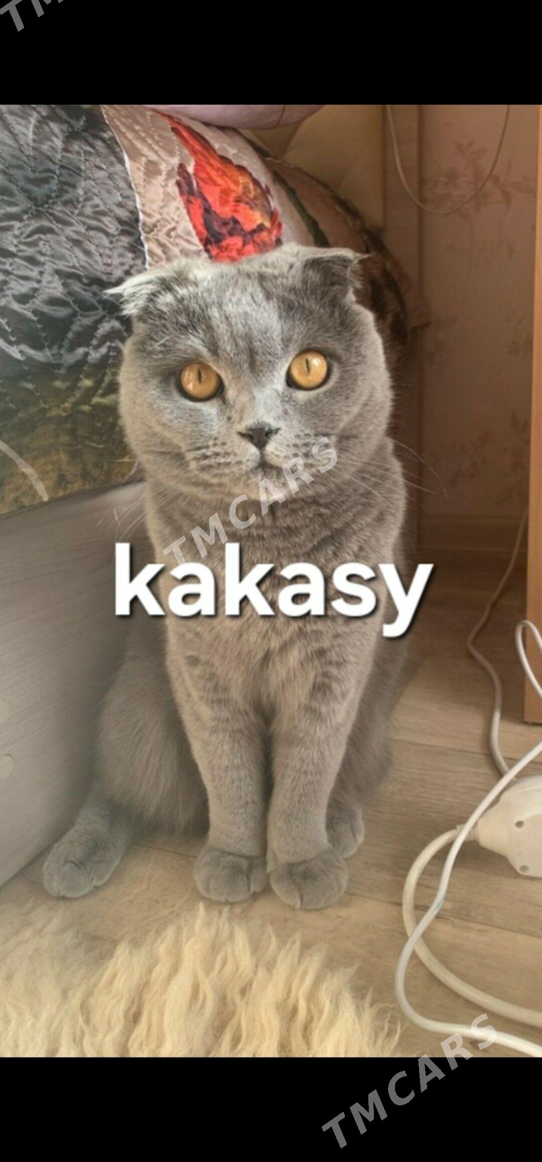 pişik,кошка - Дашогуз - img 6