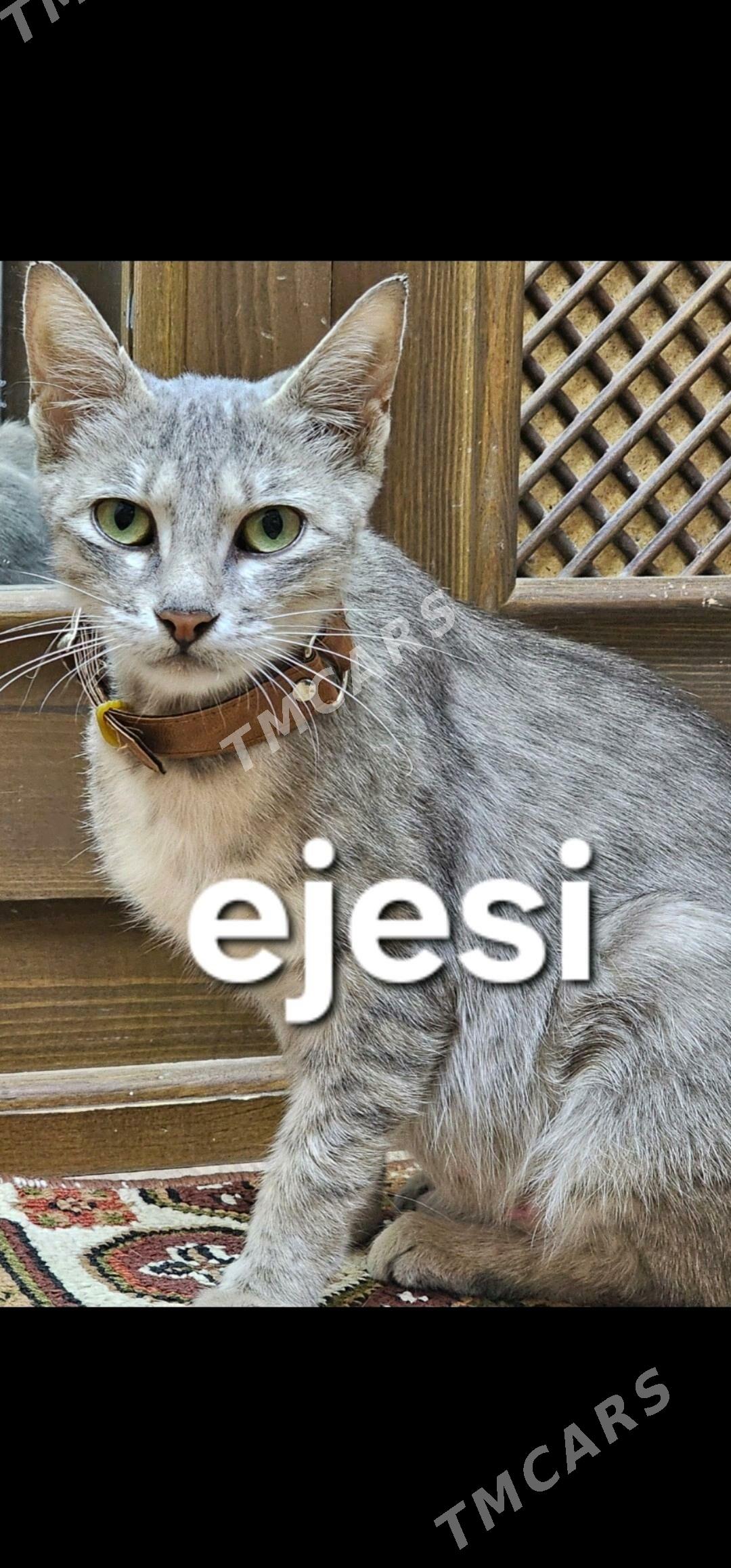 pişik,кошка - Дашогуз - img 7