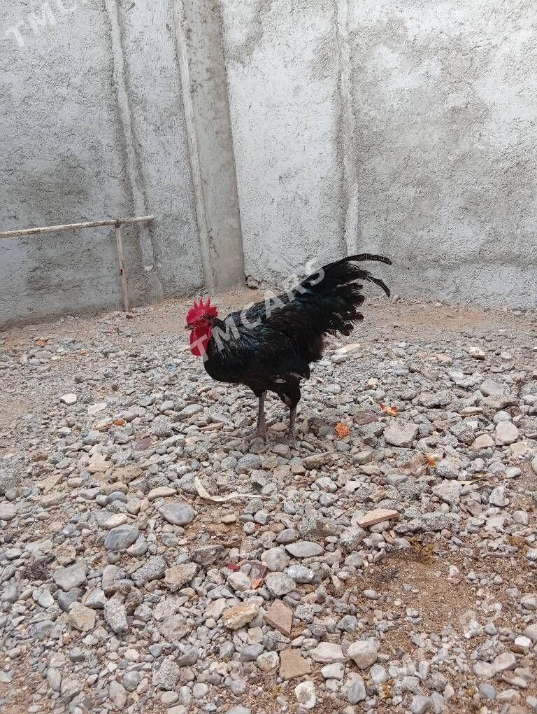 Jersgi gigant - Aşgabat - img 2