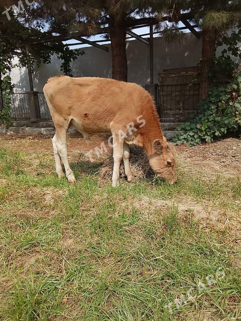 öküzçe - Gyzylarbat - img 3