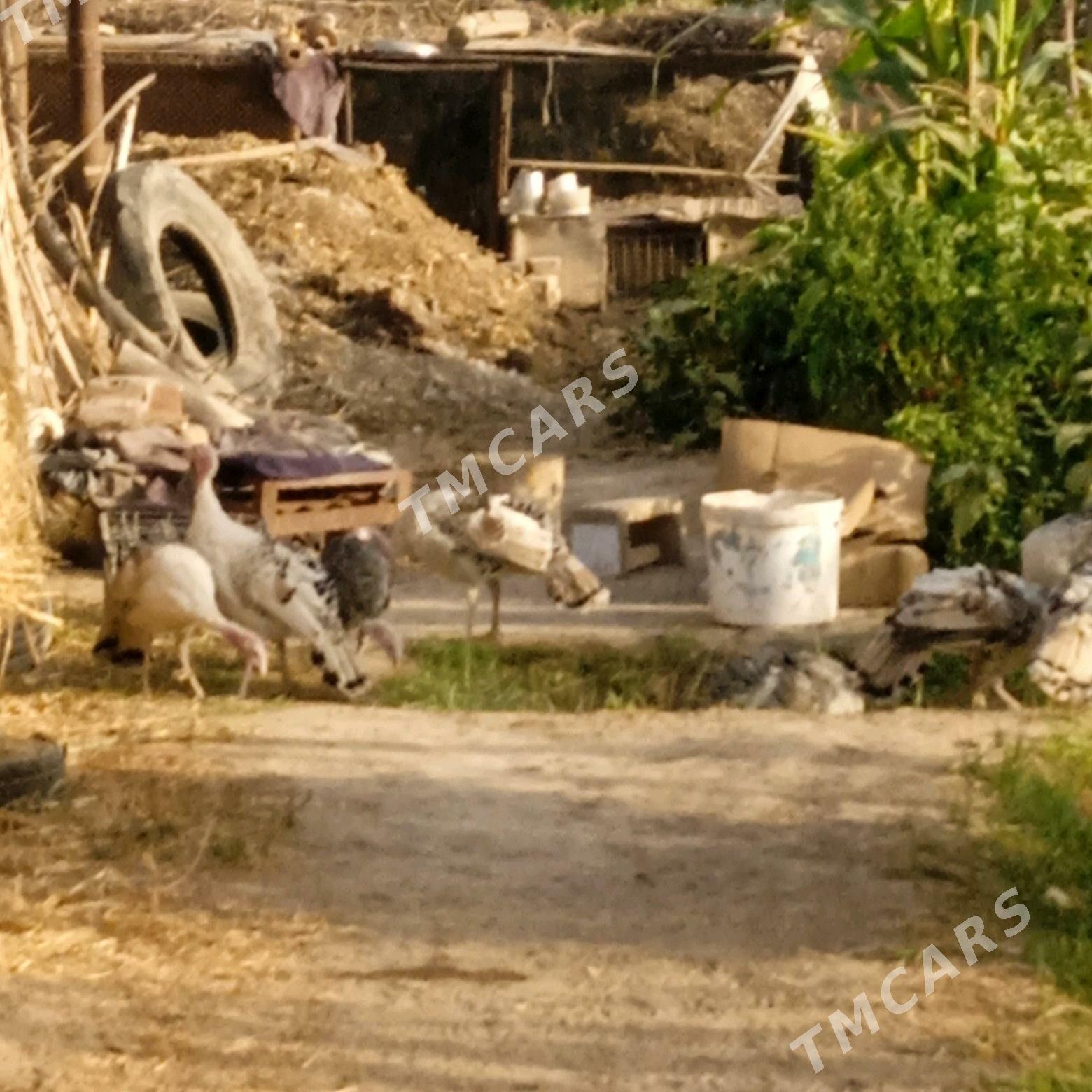 индук - Sakar - img 5