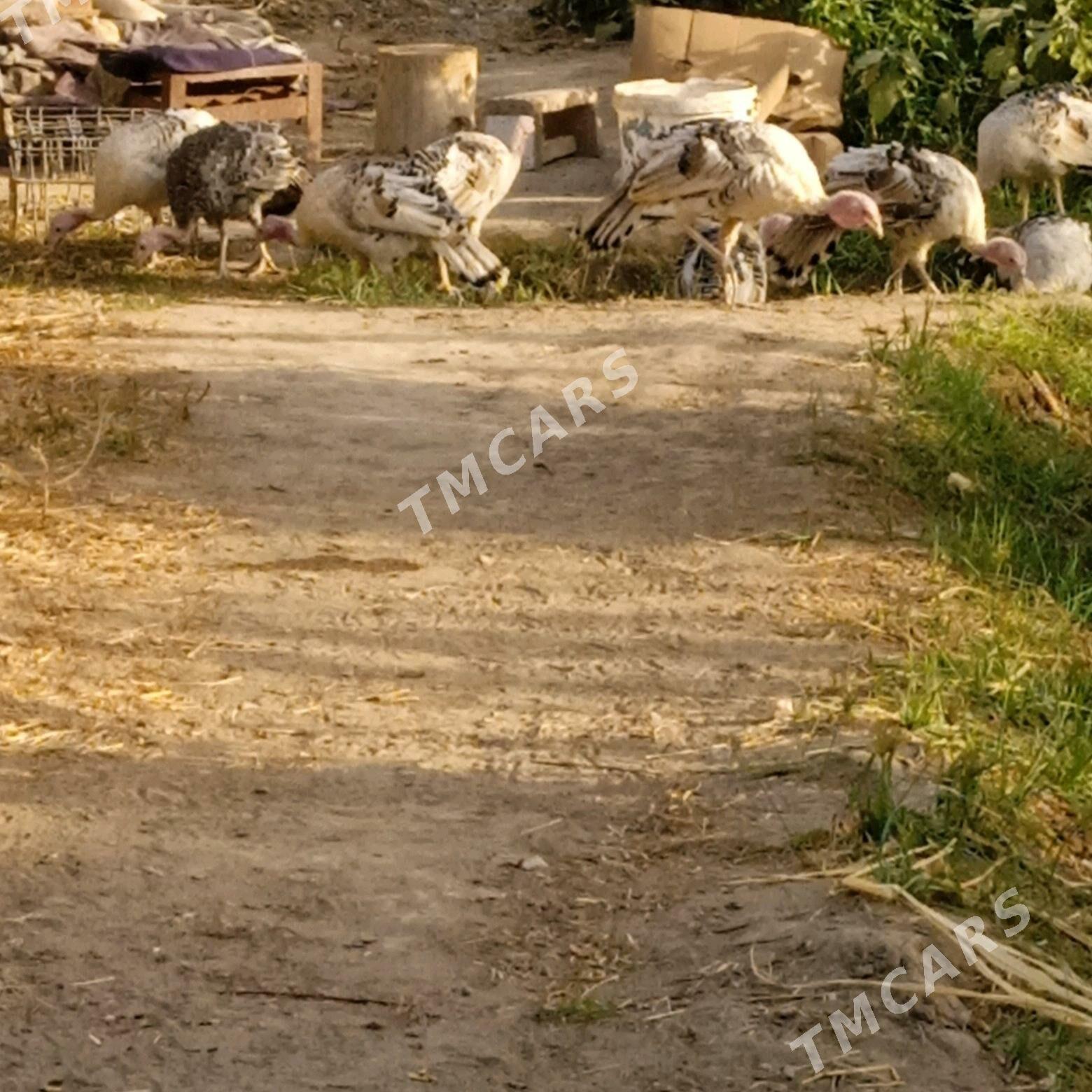 индук - Sakar - img 3