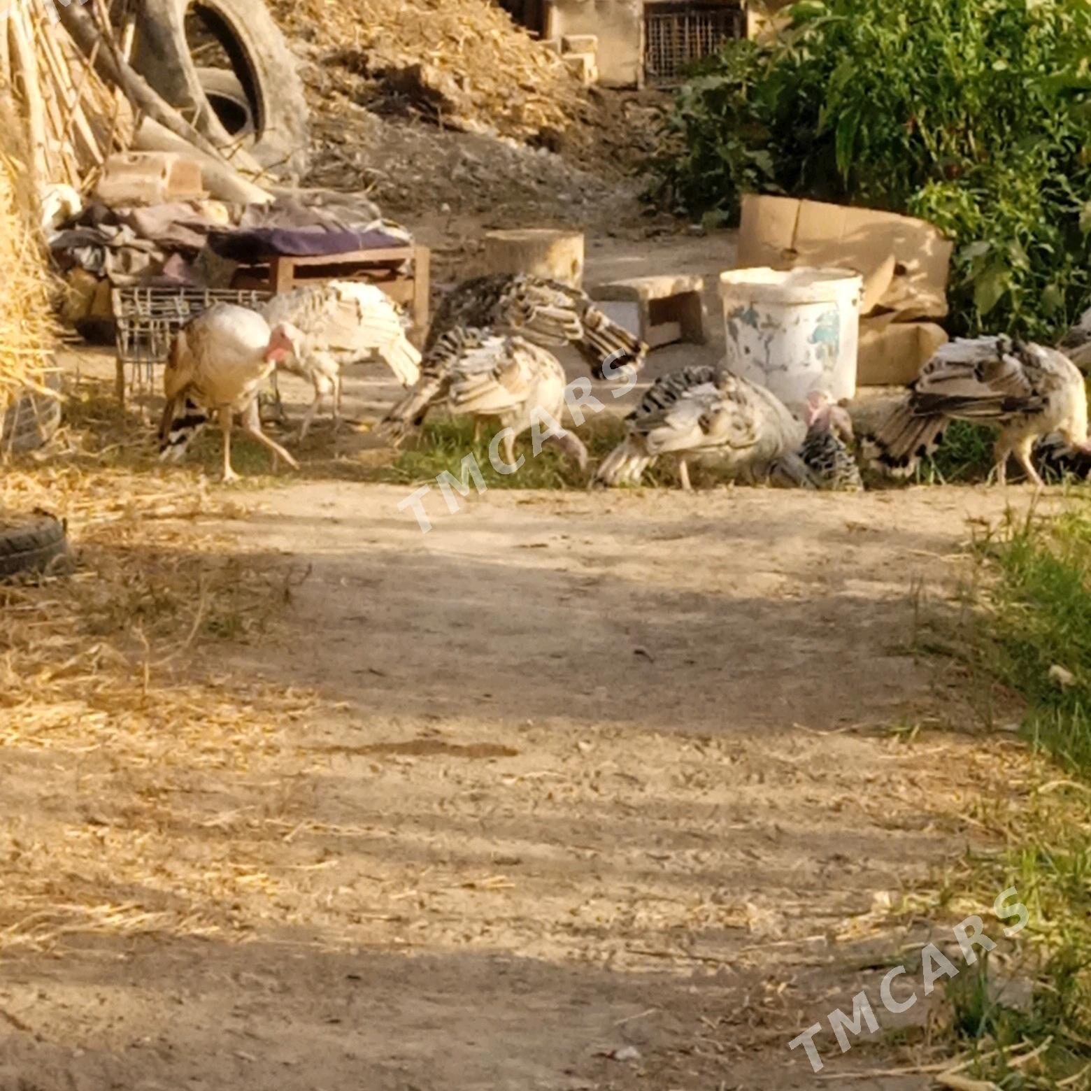 индук - Sakar - img 4