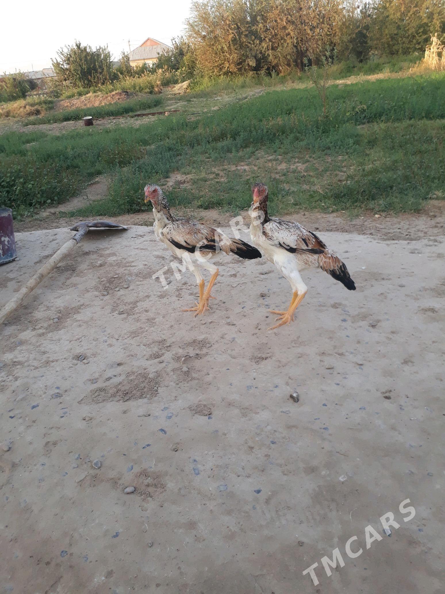 towuk - Wekilbazar - img 2