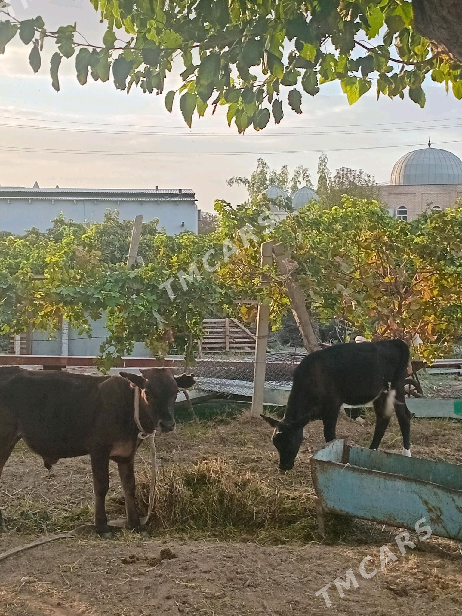 öküz - Gökdepe - img 2