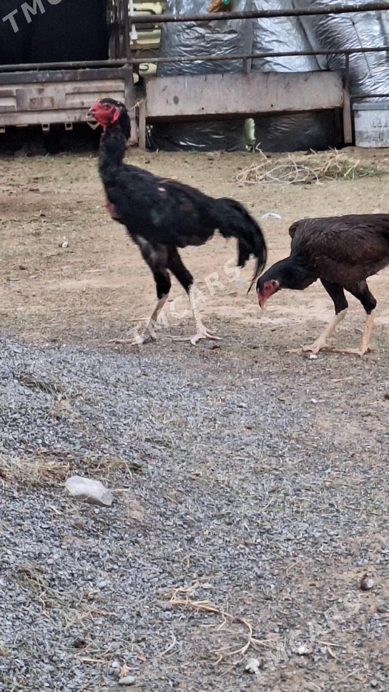 Horaz - Gypjak - img 3
