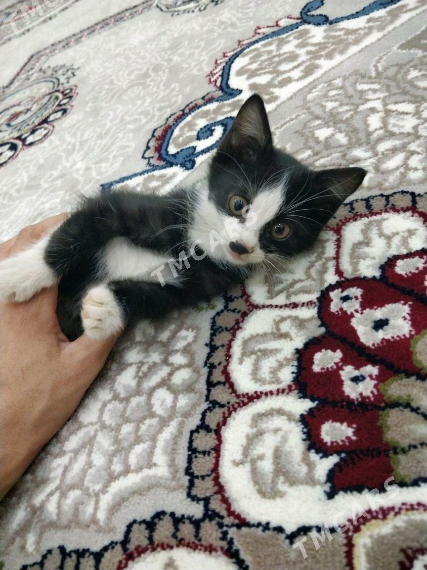 кошка - Daşoguz - img 2