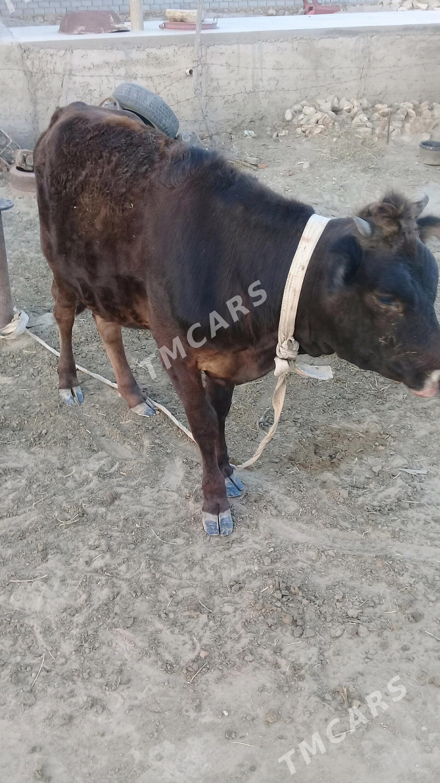 gaçar - Etrek - img 3