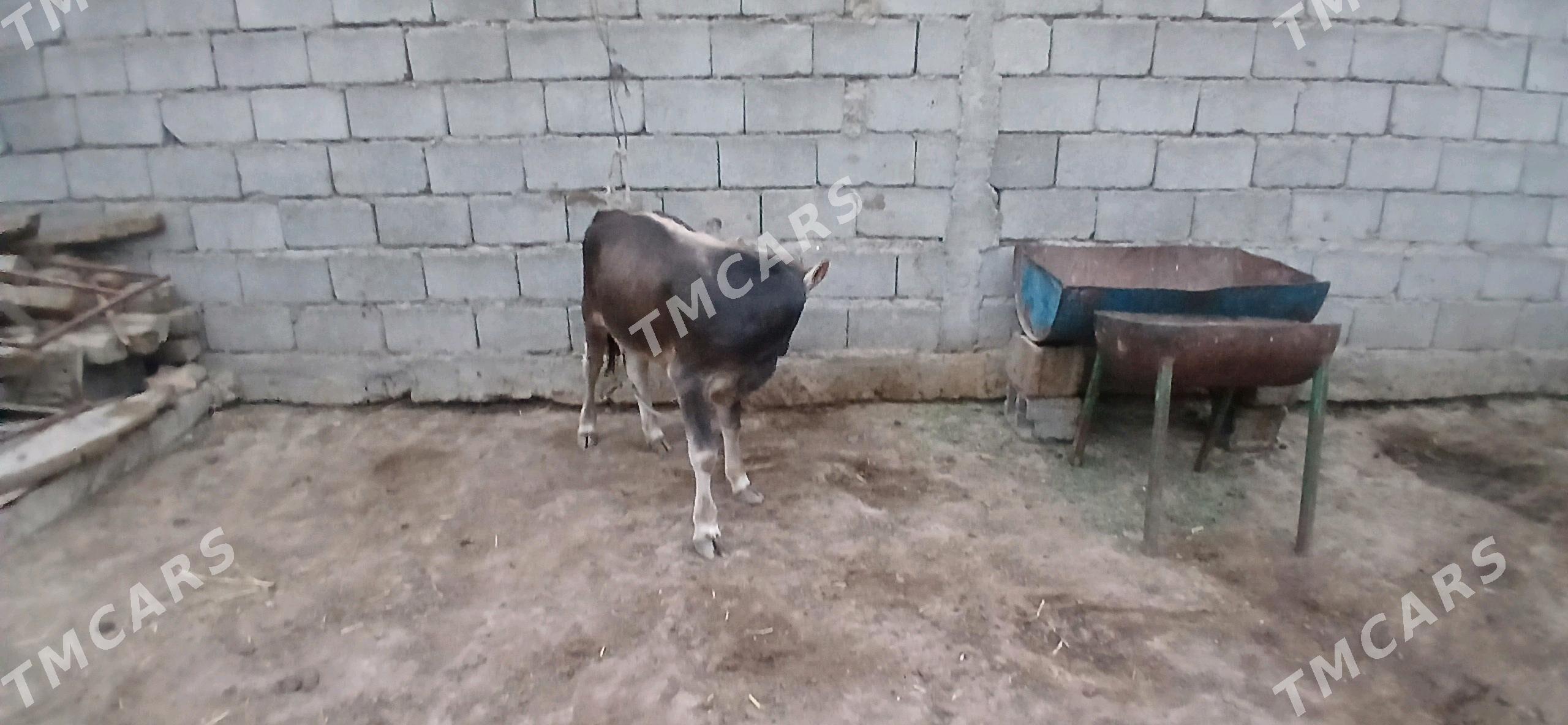 Gole - Büzmeýin - img 2