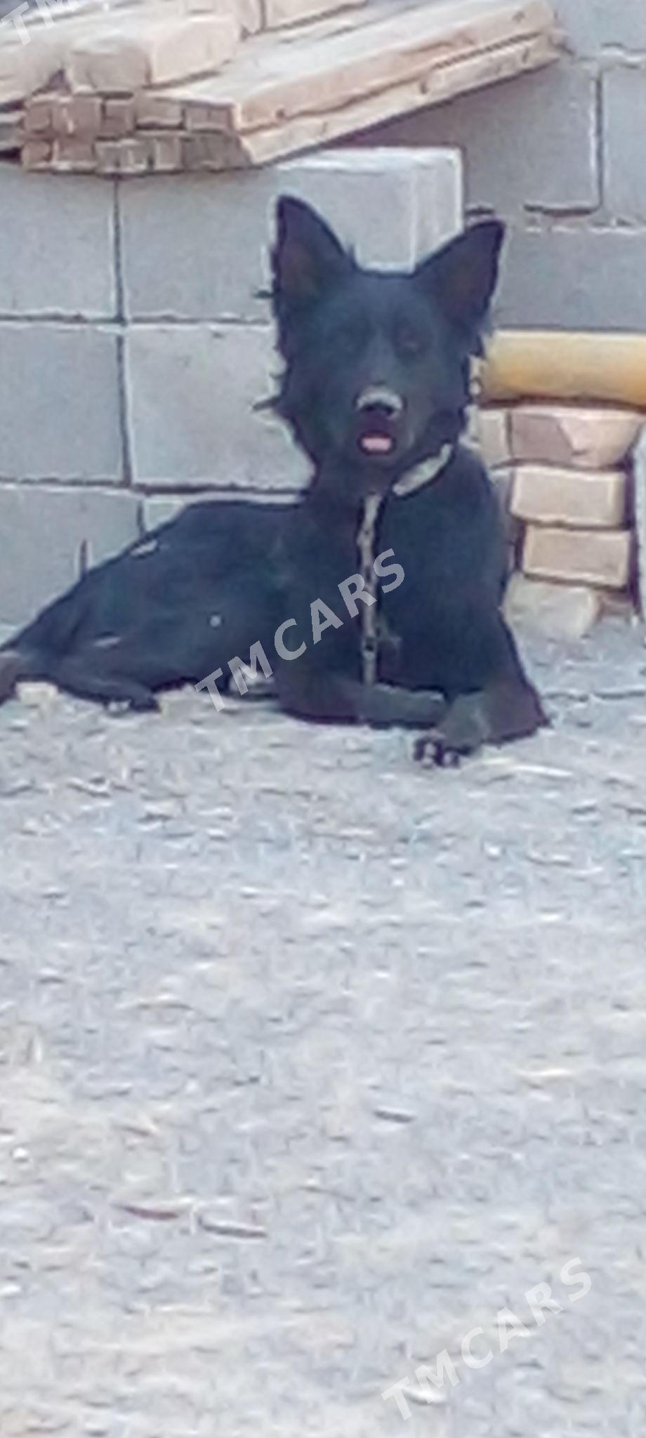 авчарка   немис - Änew - img 2