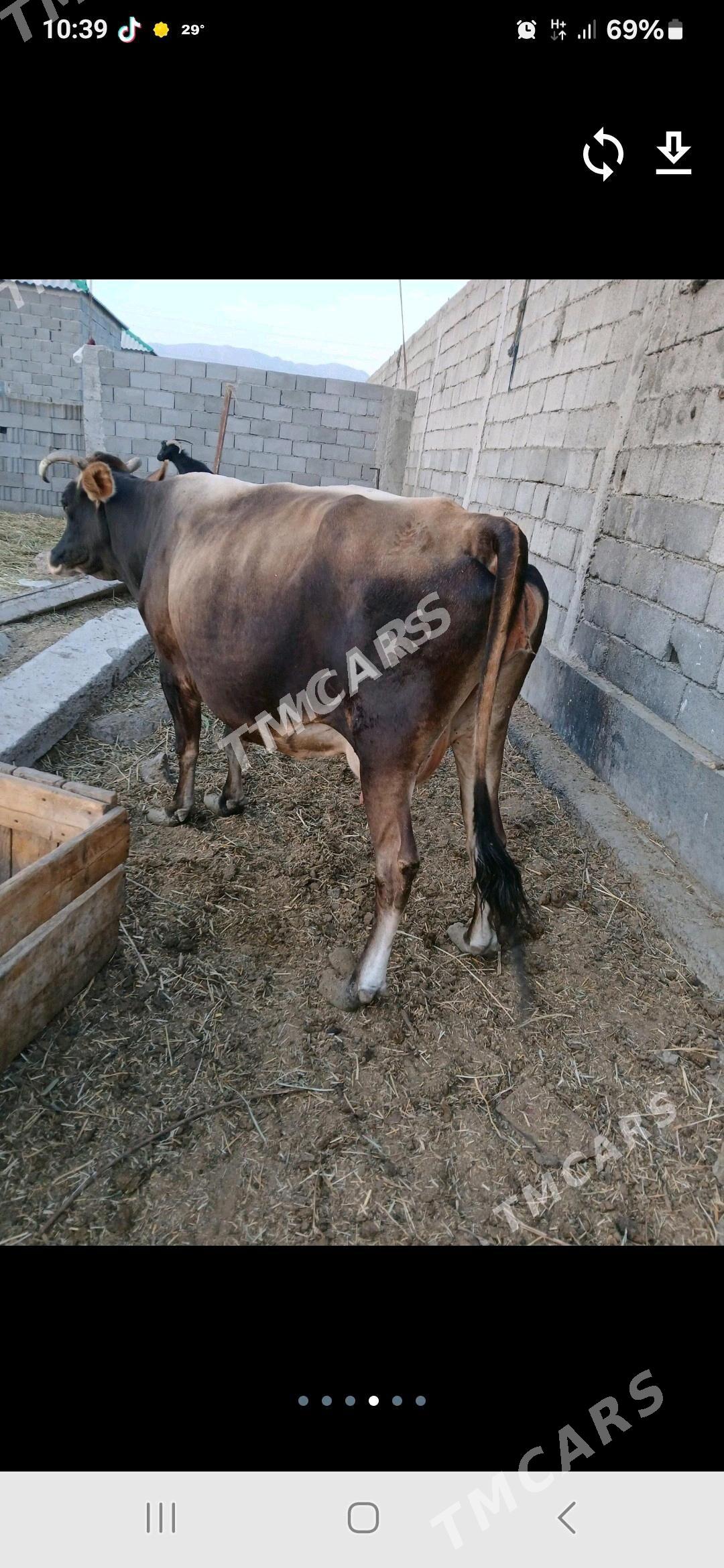 2 sany tohum sygyr - Гёкдепе - img 2