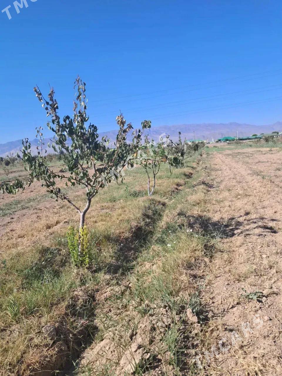 Satlyk Mulk Yer - Aşgabat - img 6