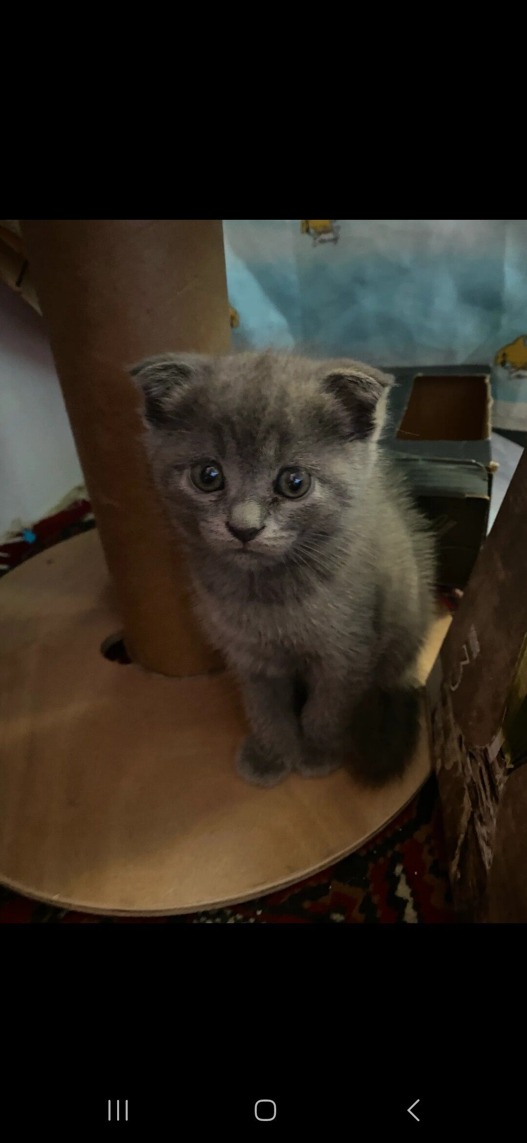 котята - Mary - img 2