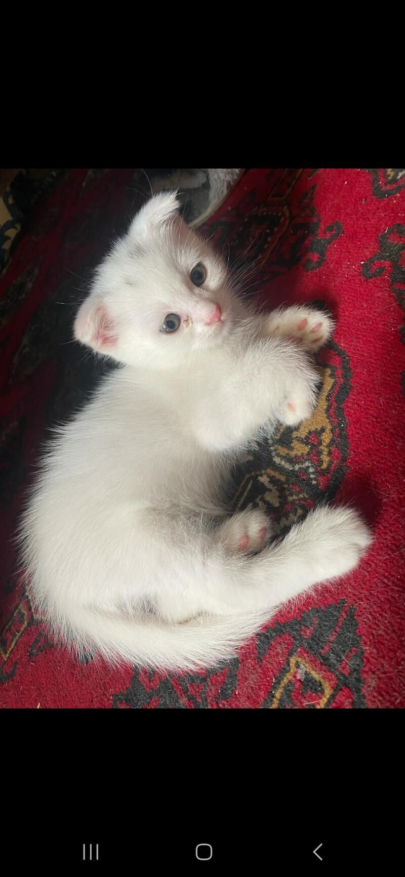котята - Mary - img 3