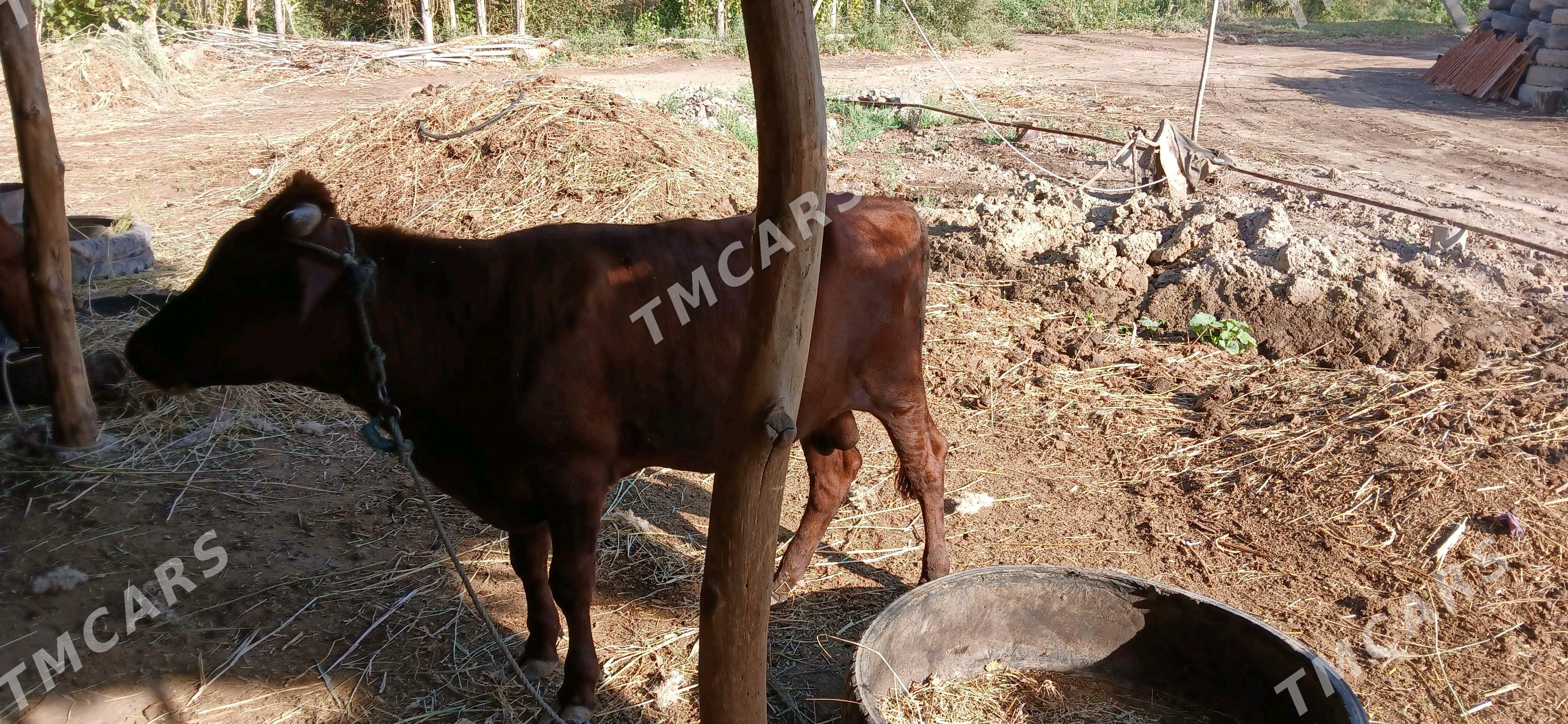 окуз - Gubadag - img 2