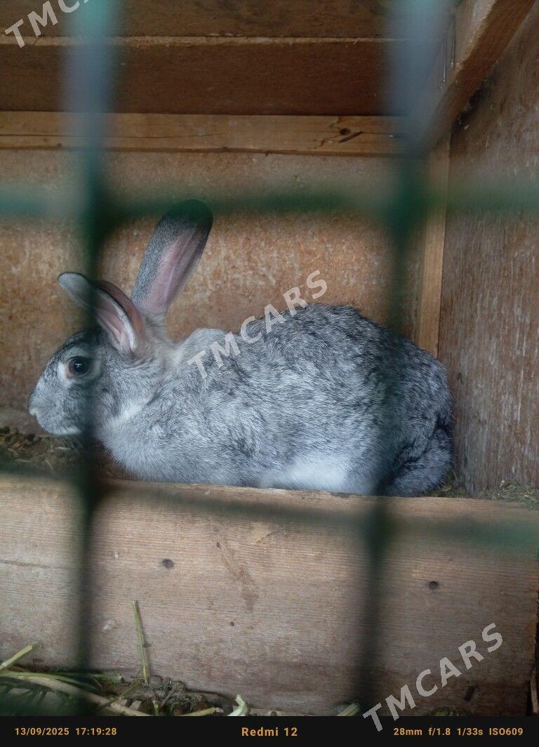 towsan - Çoganly - img 2