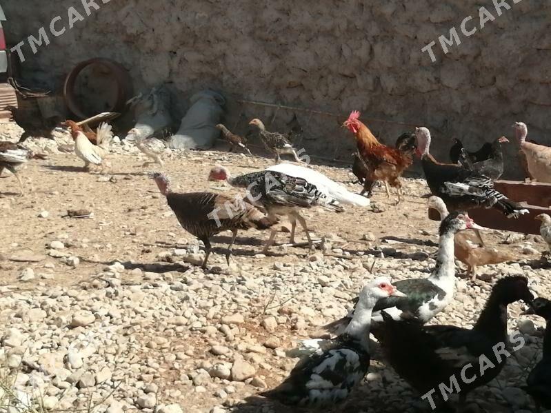 Tohum towuklar, ördek - Балканабат - img 4