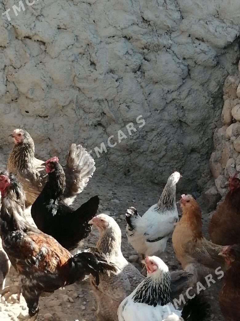 Tohum towuklar, ördek - Балканабат - img 2