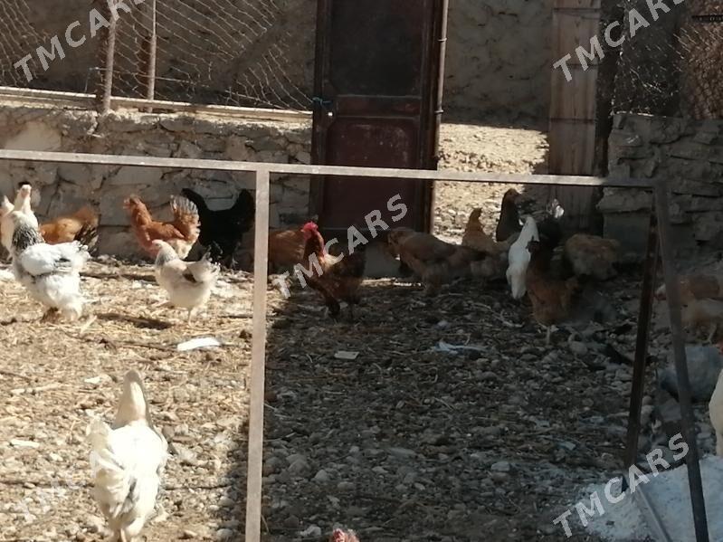 Tohum towuklar, ördek - Балканабат - img 6