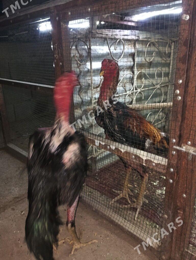 taşkent horaz - Gökdepe - img 3