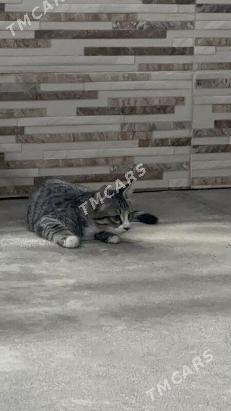 котенок - Мары - img 4