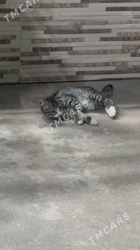 котенок - Мары - img 2