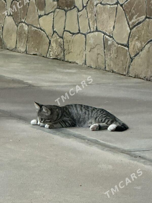 котенок - Мары - img 5