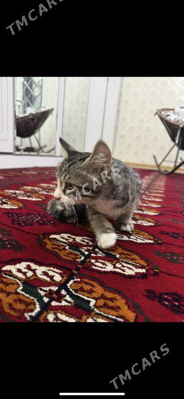 котенок - Мары - img 3