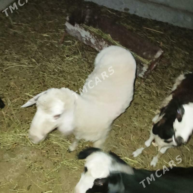 Goyun - Çoganly - img 2