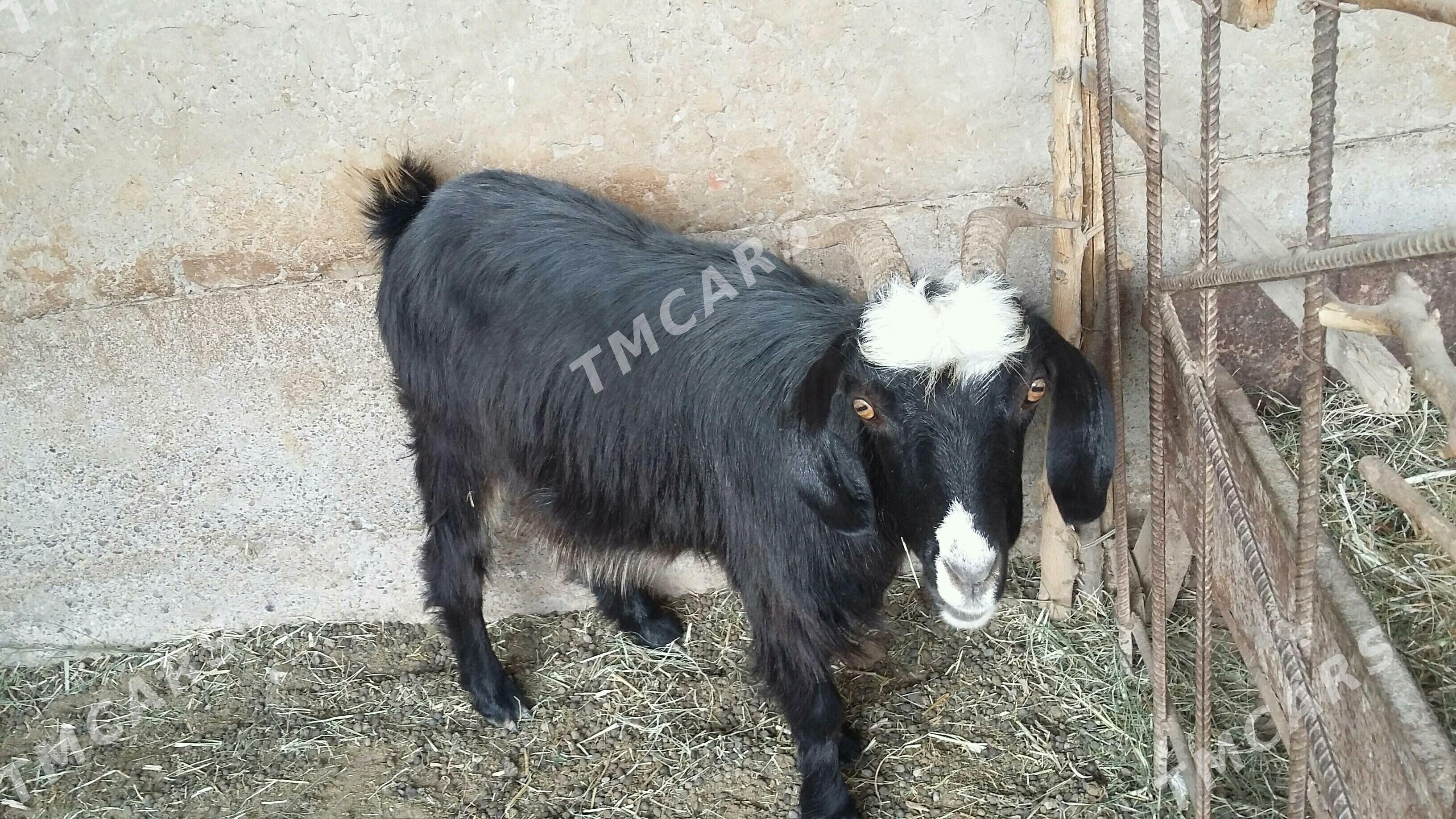 Biçilen teke - Бабадайхан - img 4