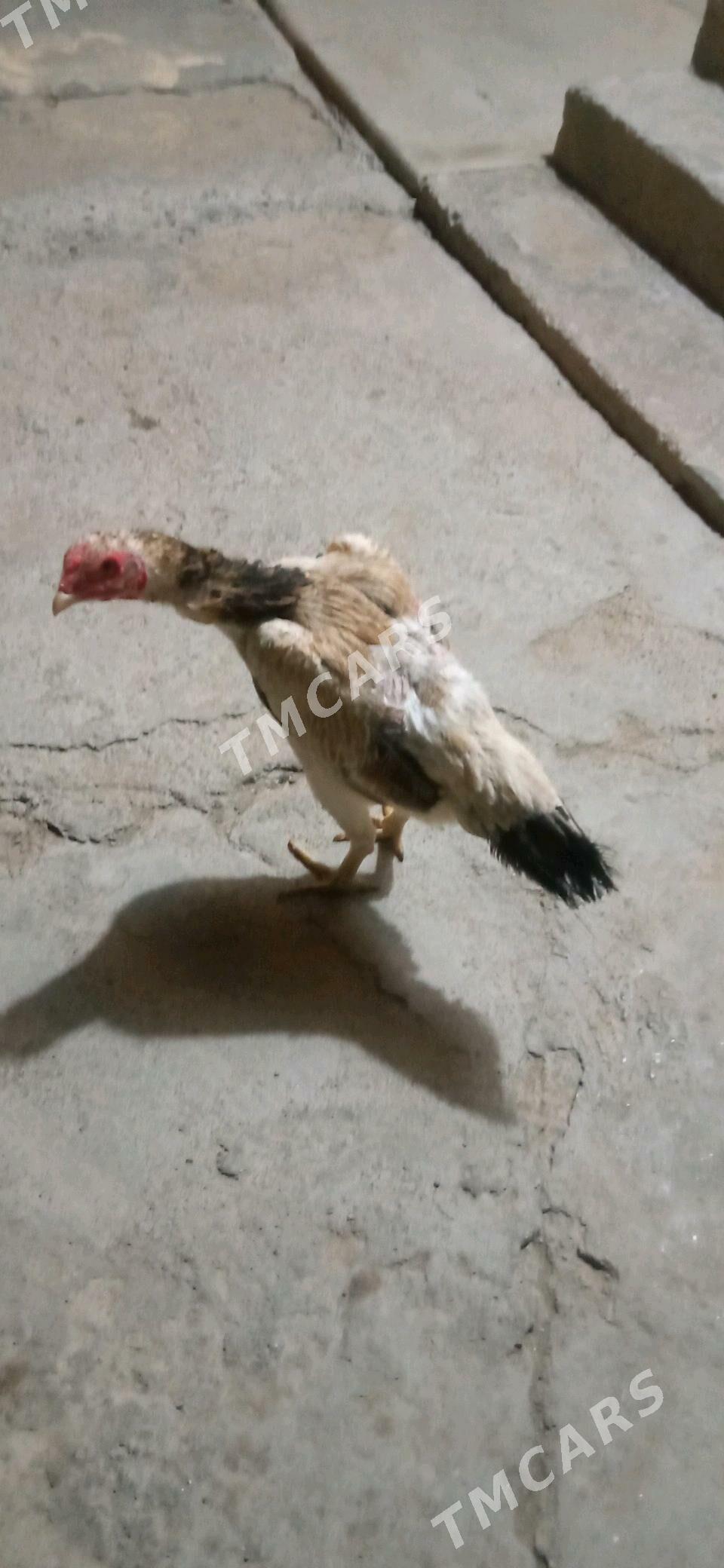 taşkent maki - Büzmeýin - img 2