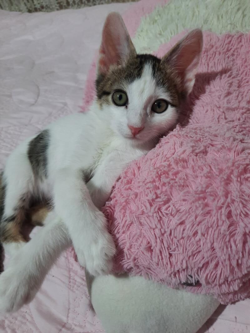 Котенок - Mary - img 7
