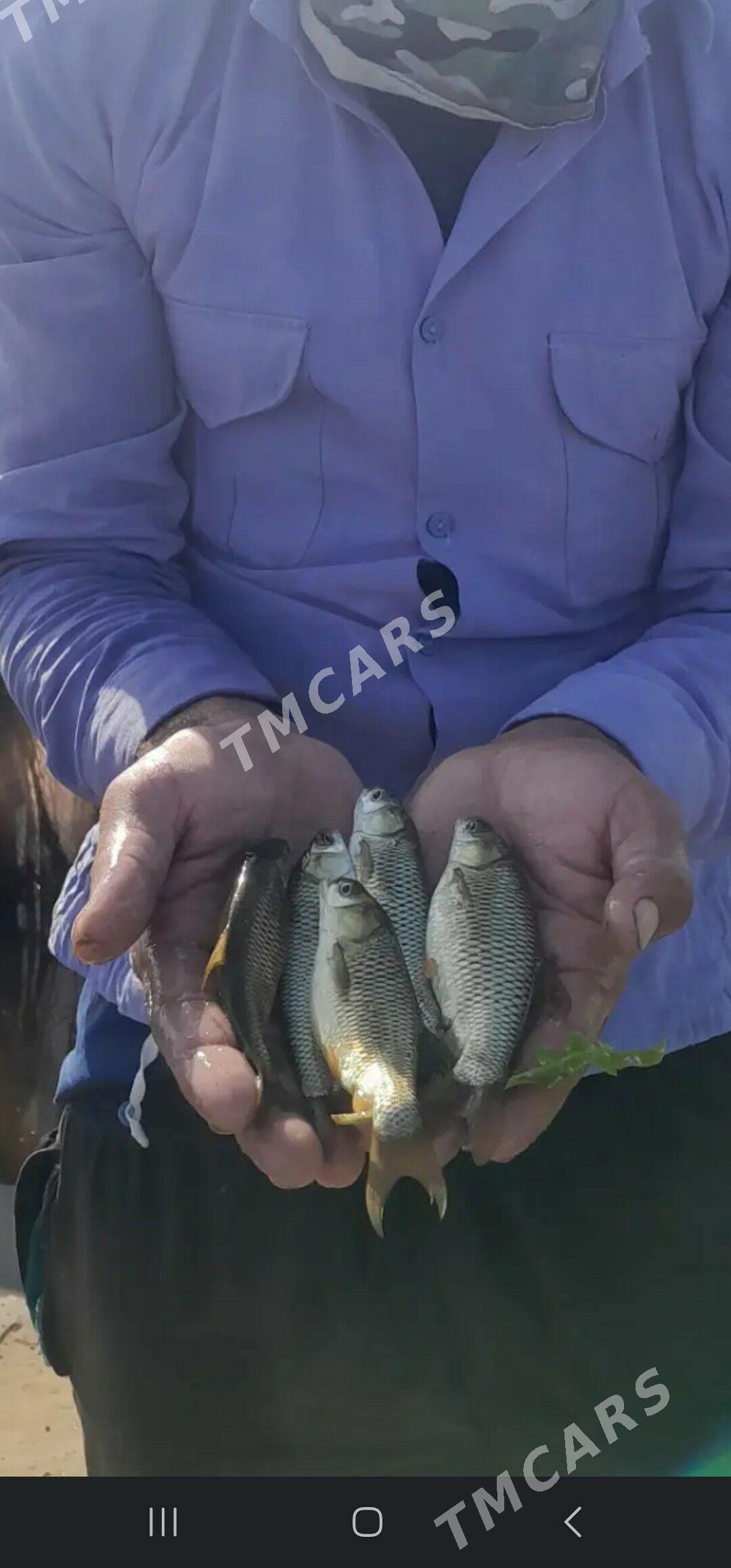 Balyk malyok рыба малёк - Туркменбаши - img 6