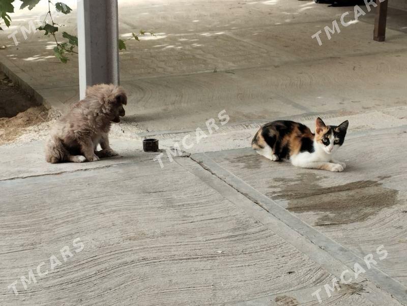 damaşny gujik we pişik - Огуз хан - img 2