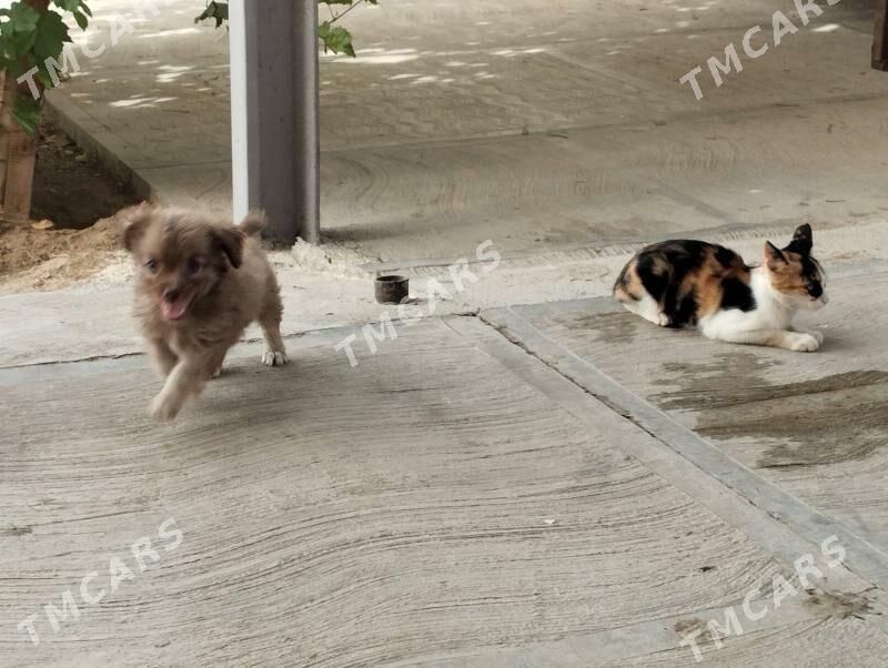 damaşny gujik we pişik - Огуз хан - img 5