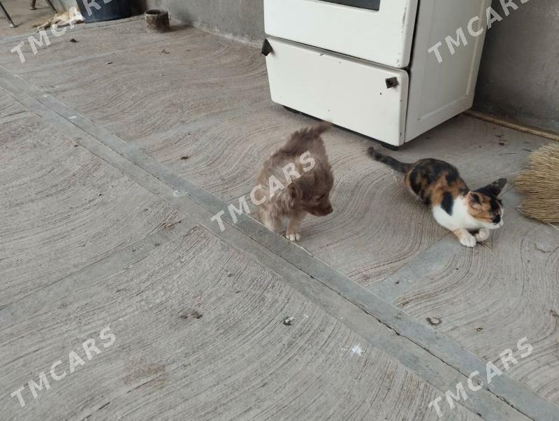 damaşny gujik we pişik - Огуз хан - img 4