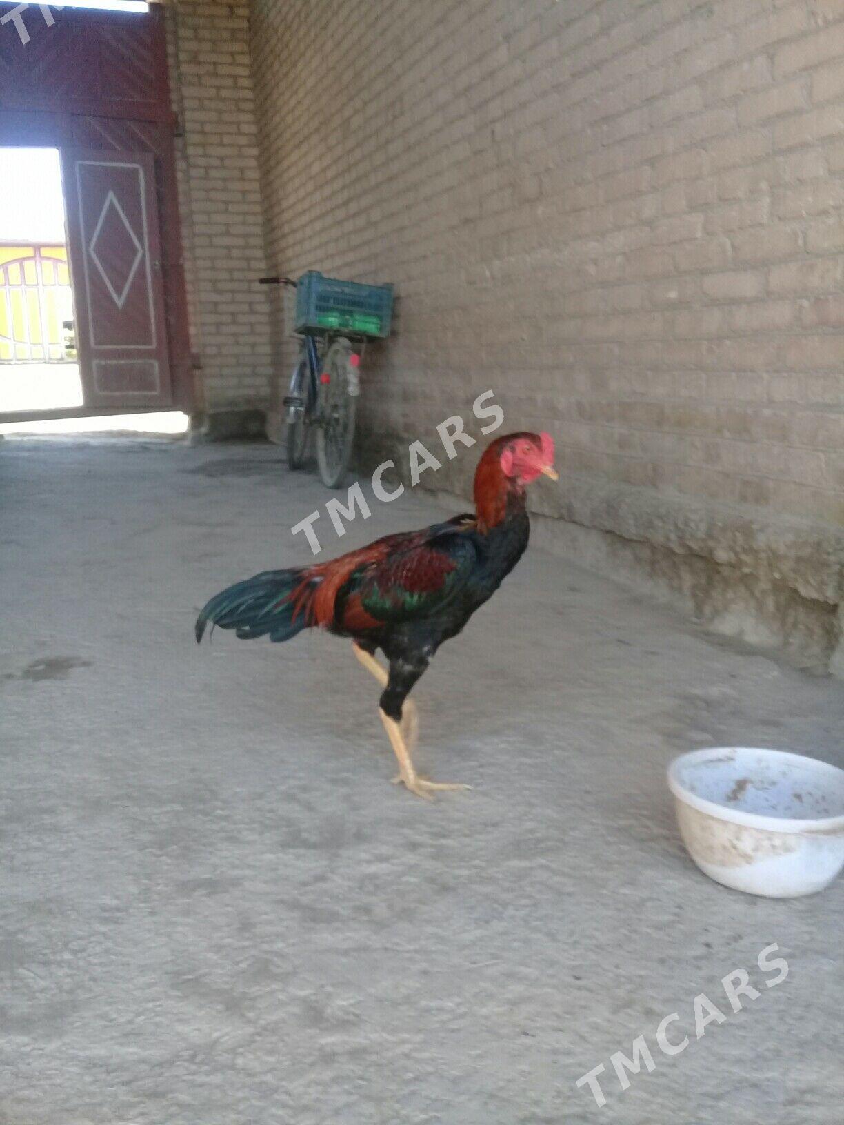 baysow horaz - Çärjew - img 2