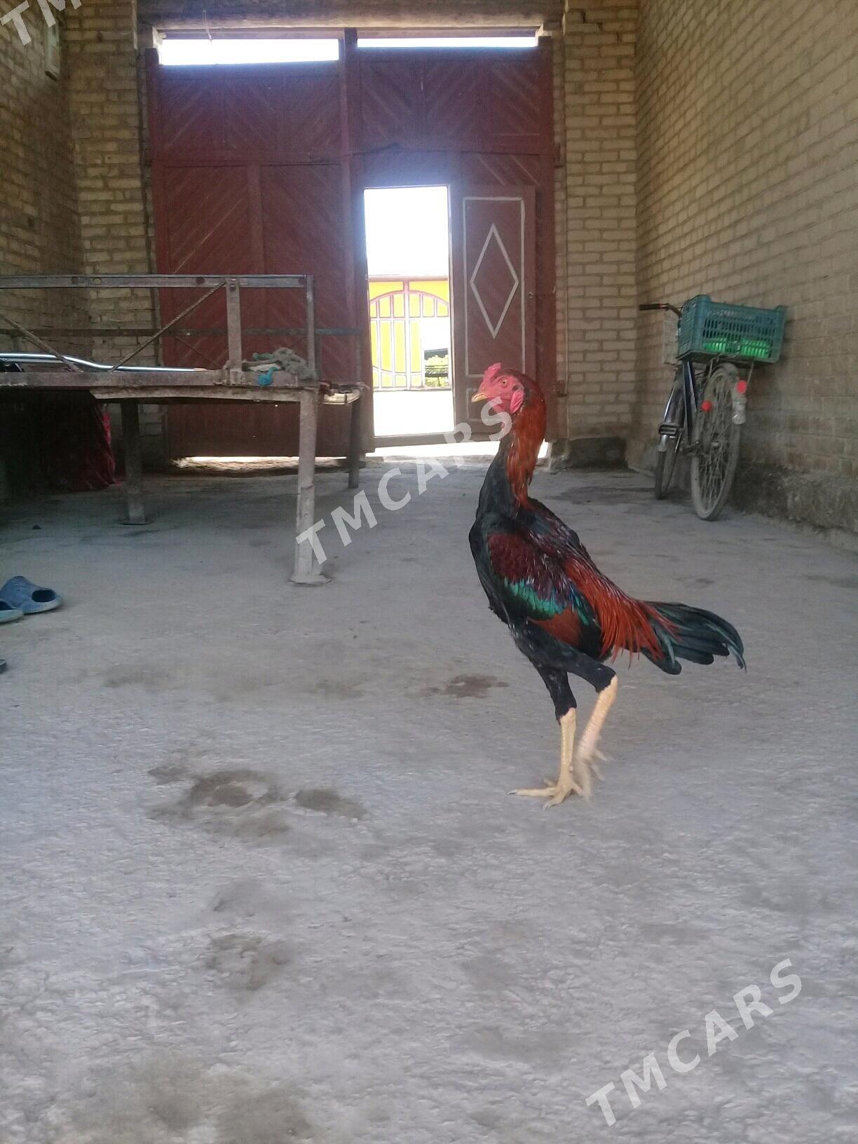 baysow horaz - Çärjew - img 4