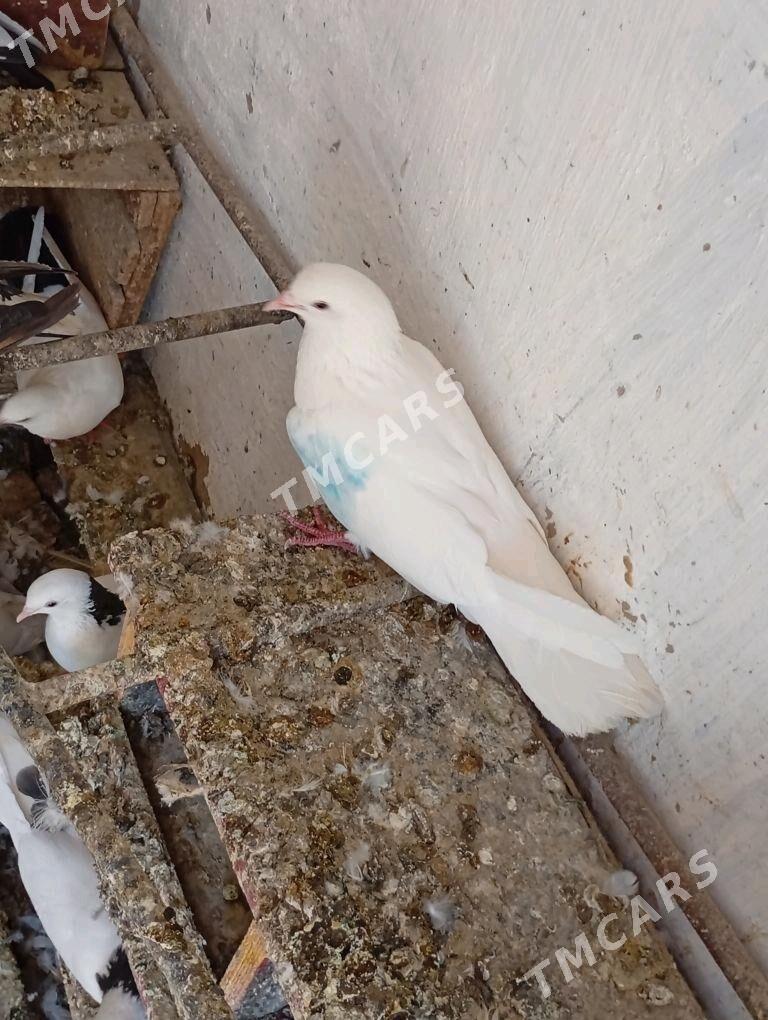 Kepderi - Aşgabat - img 2