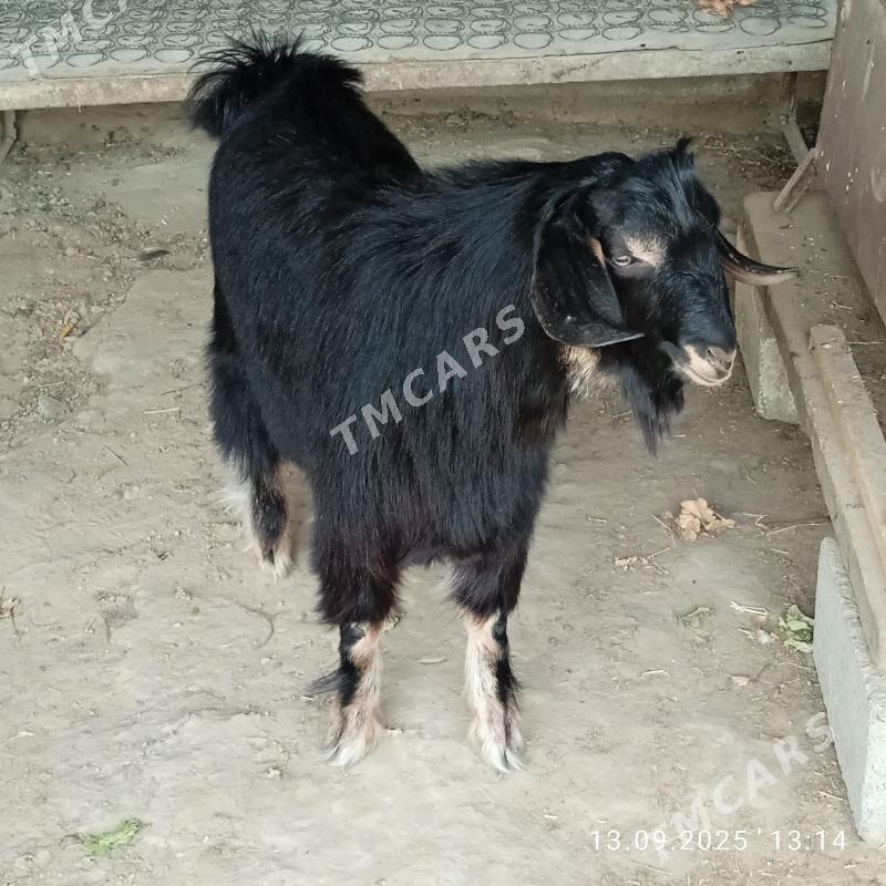 tohum teke - Ak bugdaý etraby - img 3