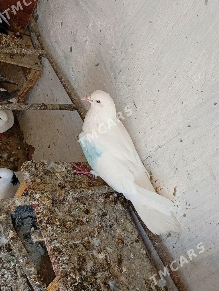 Kepderi - Aşgabat - img 1