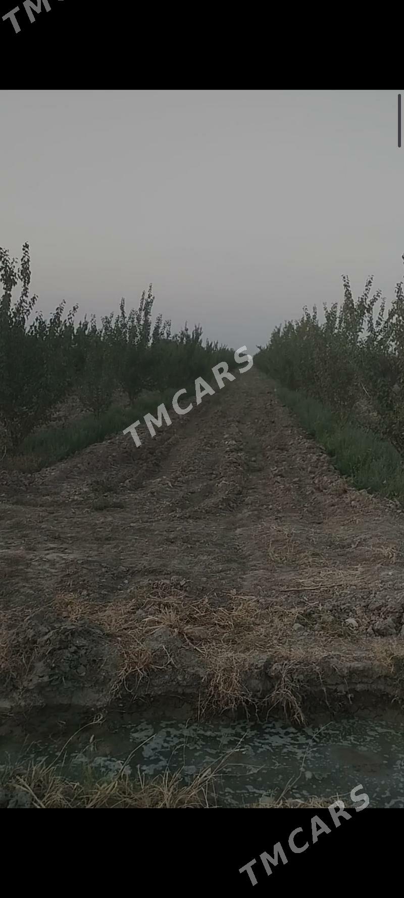 Ekin ýer - Gökdepe - img 2