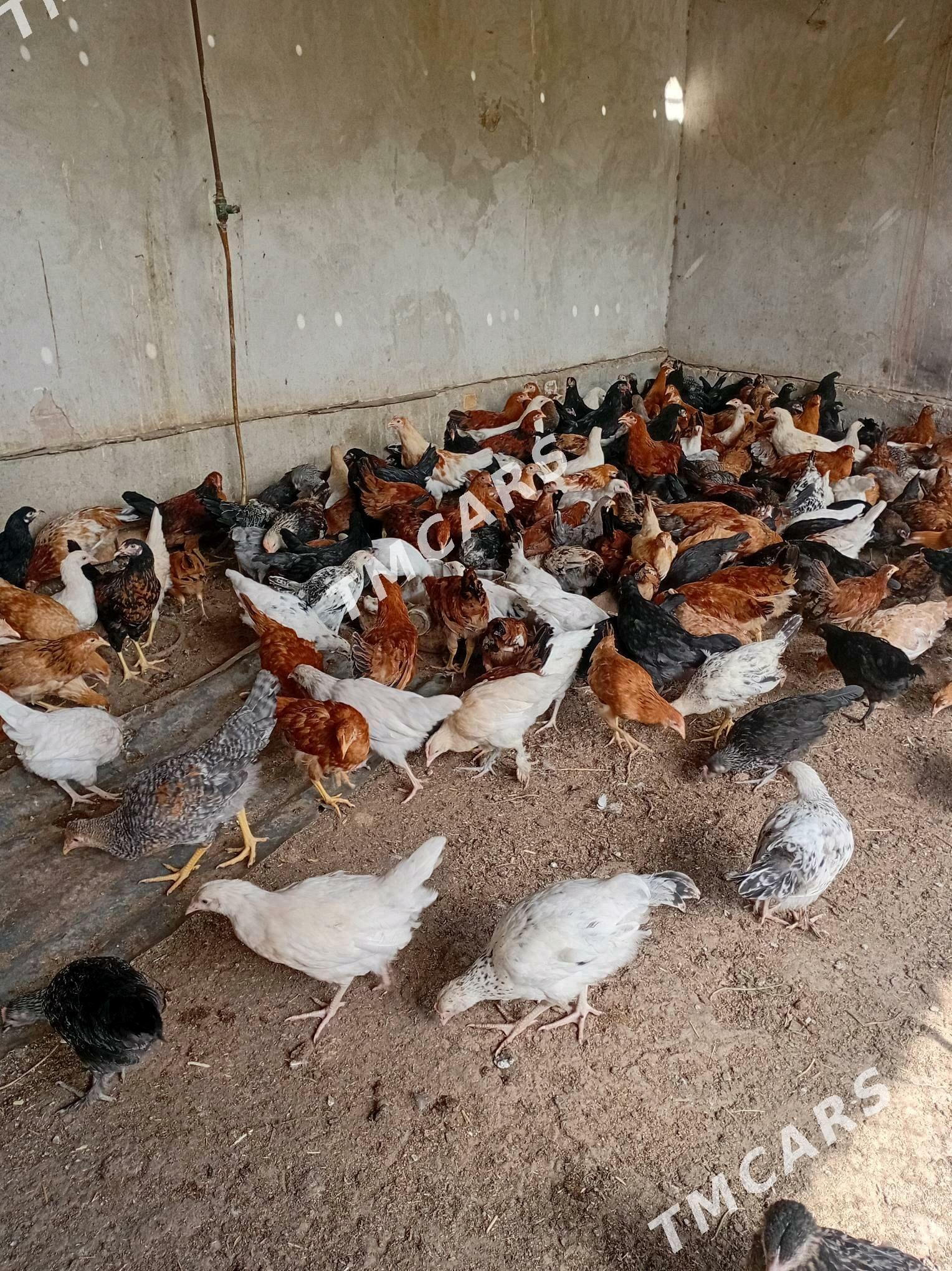 towuk - Halaç - img 2