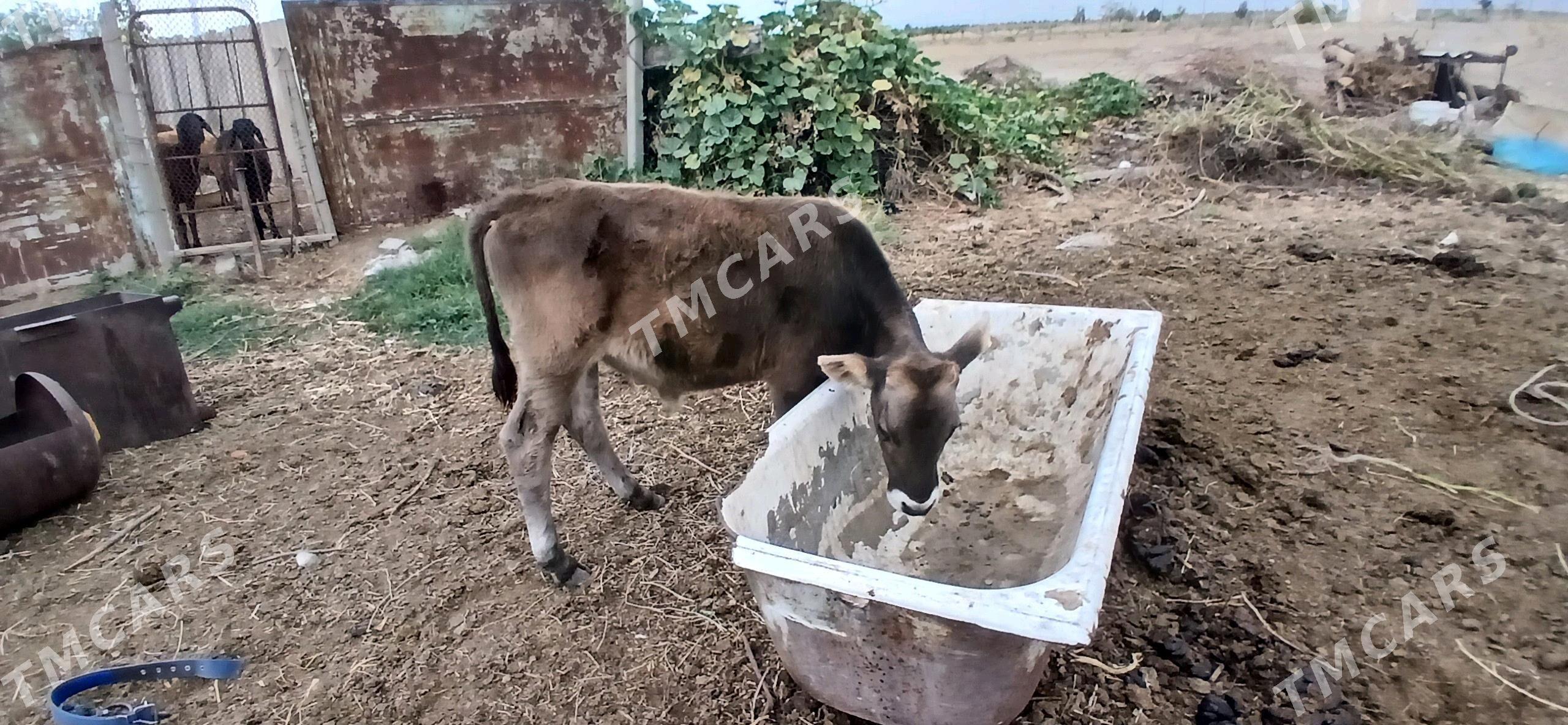 okuzve - Aşgabat - img 2