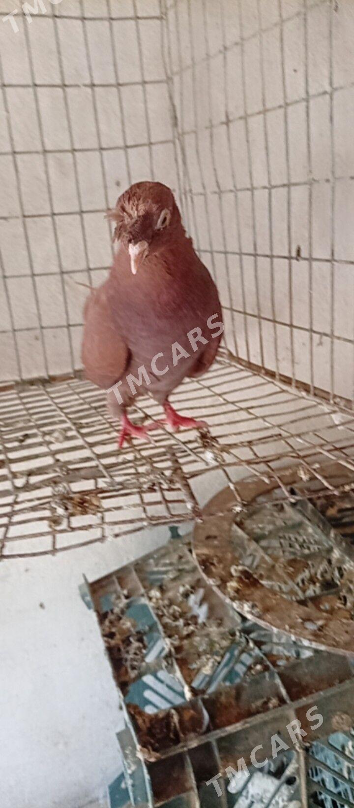 Kepder - Саят - img 2