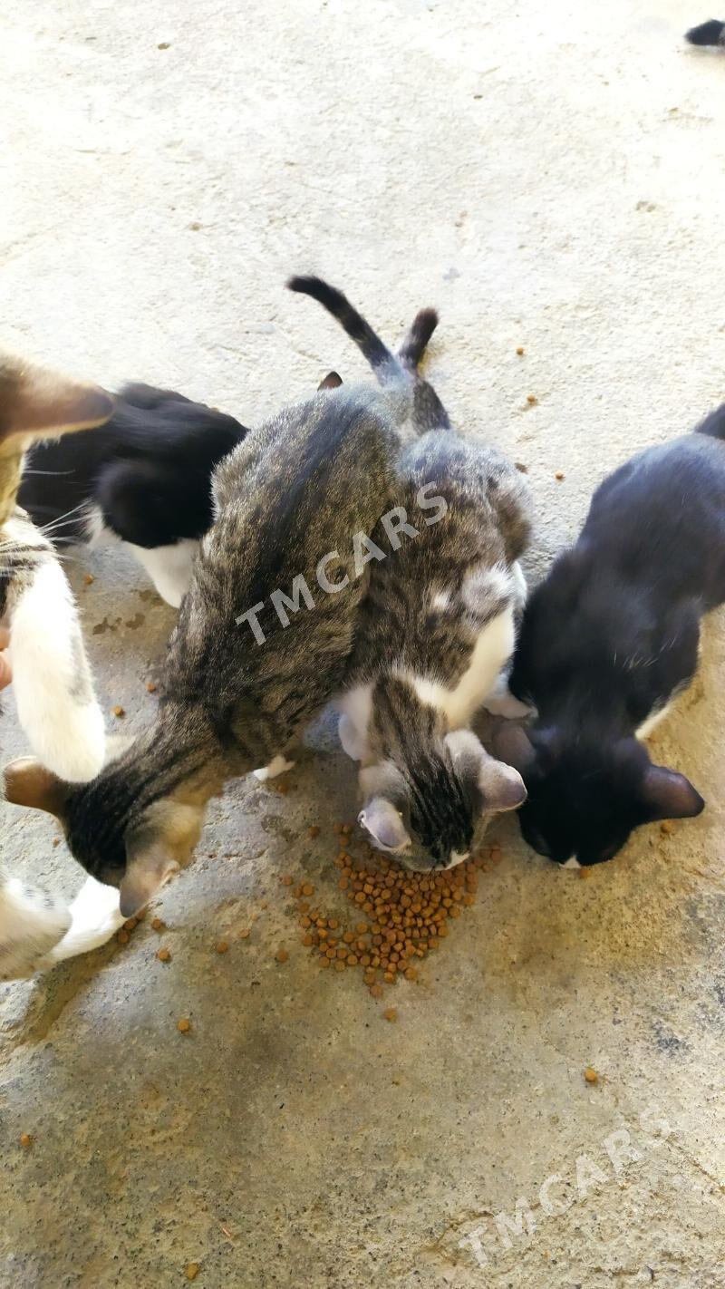Pişik - Чоганлы - img 7