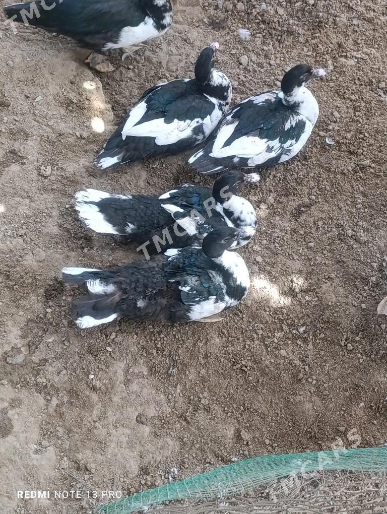 Indautga erkek juje - Sakarçäge - img 3